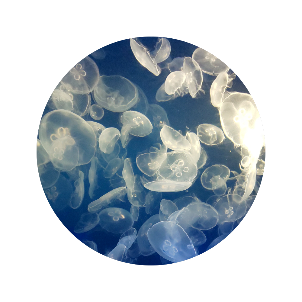 クールでかっこいいオリジナルグッズを探すならオリラボマーケット