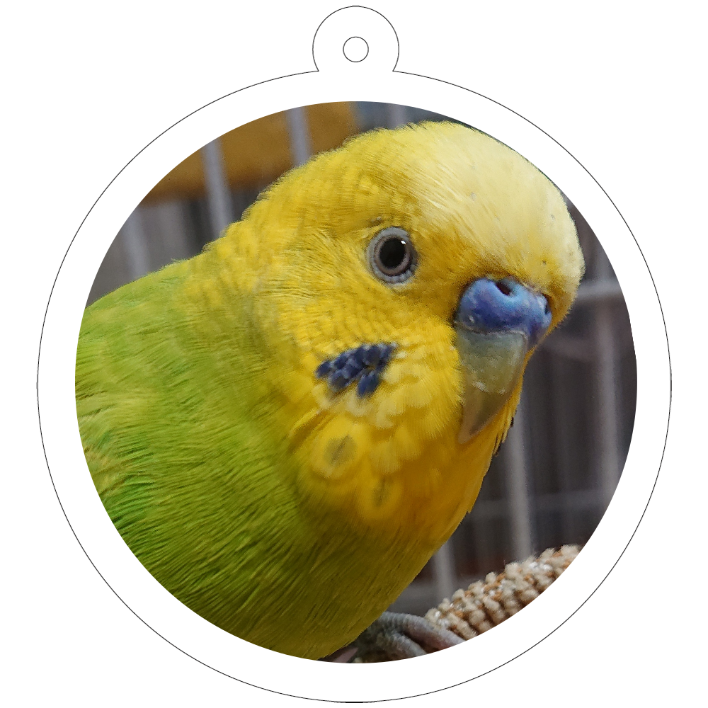 インコのオリジナル雑貨 日用品オリジナルグッズ通販ならオリラボマーケット