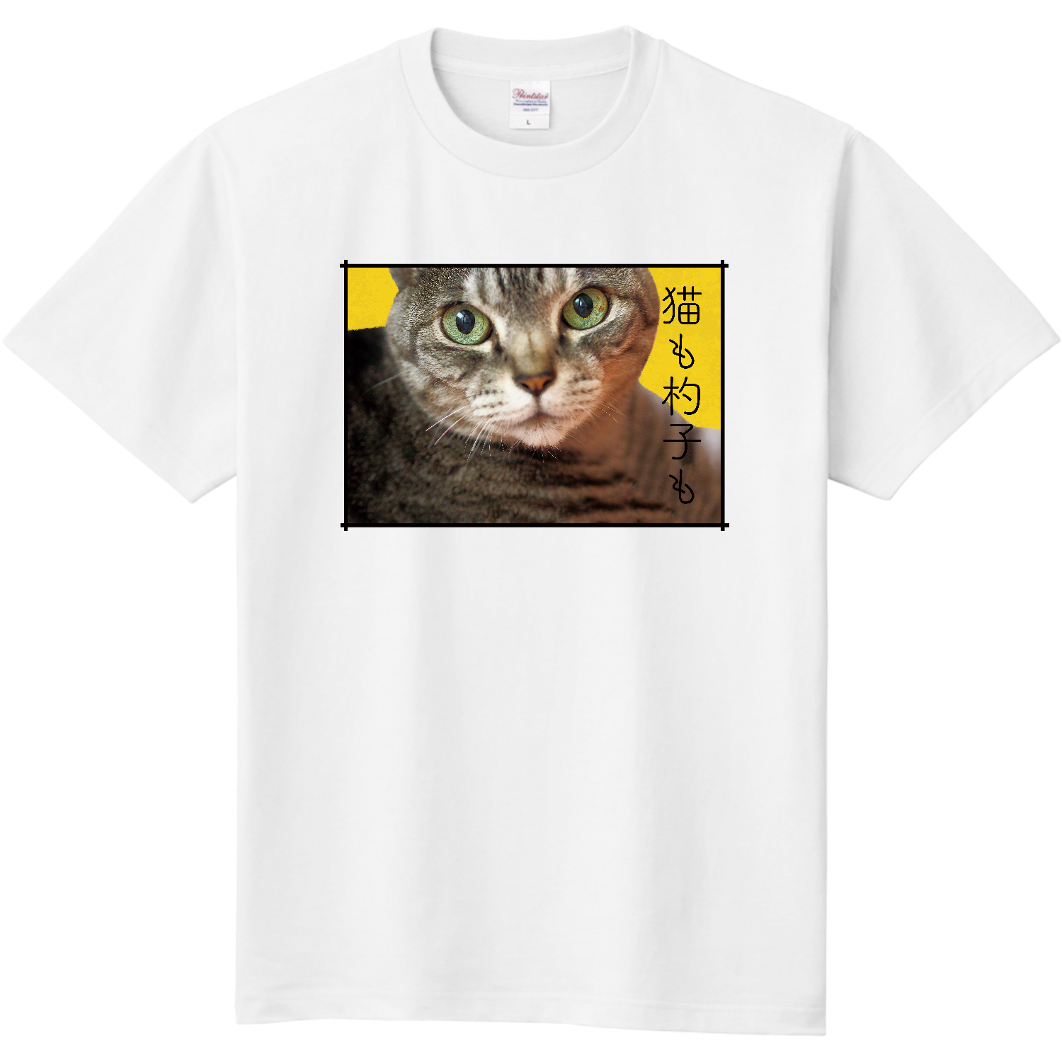  目力強めの猫さん