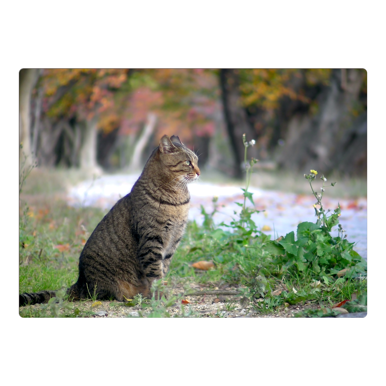 秋のキジトラ猫 A4サイズ パネル｜NEPUJUPI - オリラボマーケット