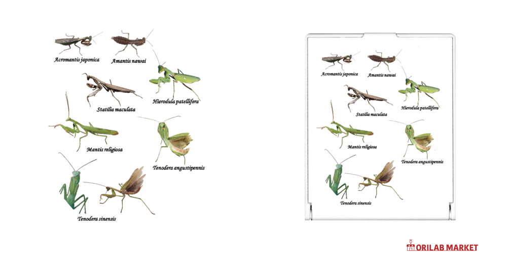 カマキリ図案　珍しい柄　共箱付き カマキリ図案 珍しい柄 共箱付き